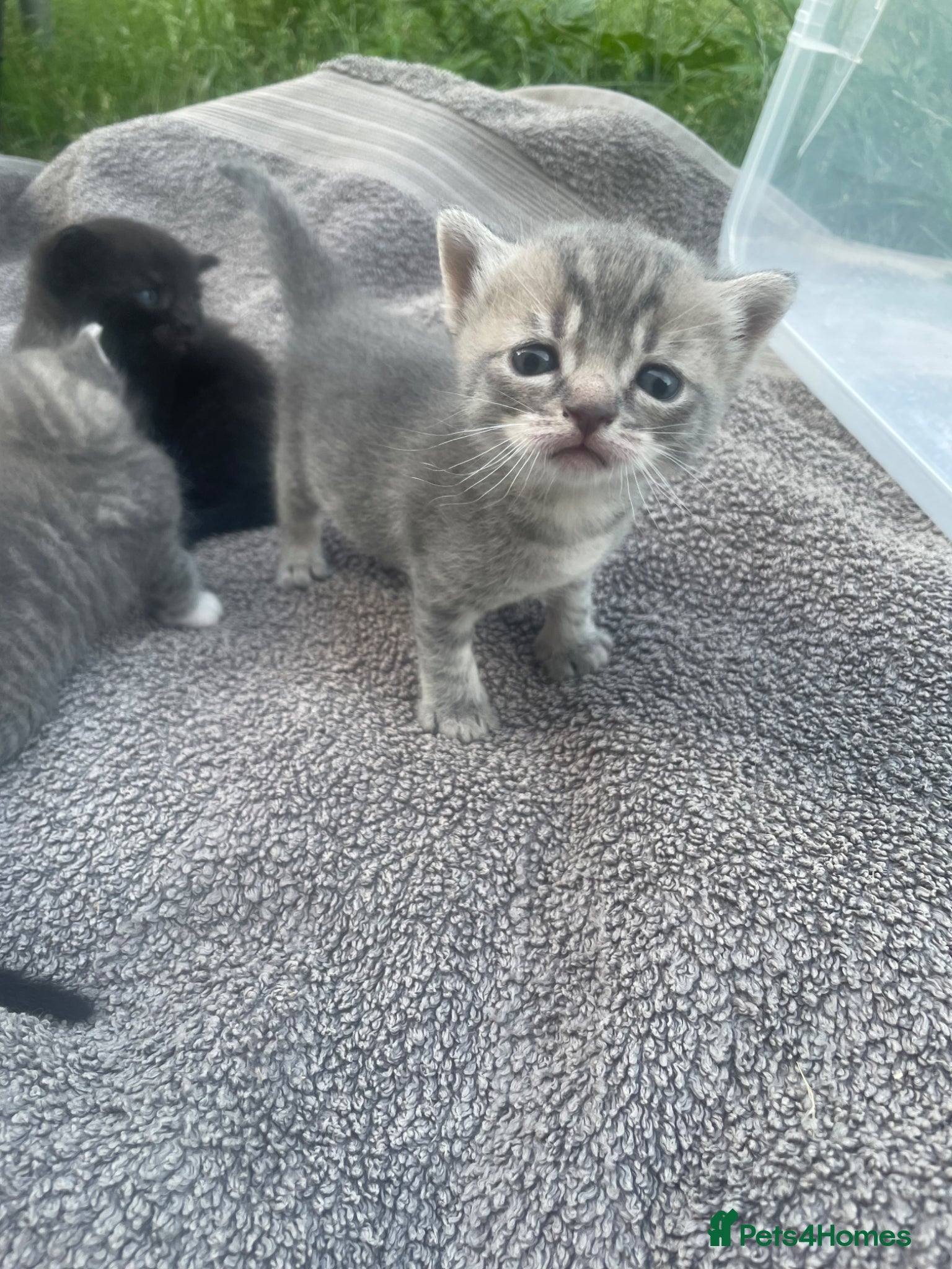 British Shorthair cats for sale: Gorgeous British Shorthair x Bengal kittens in Cheddar - Advert 4