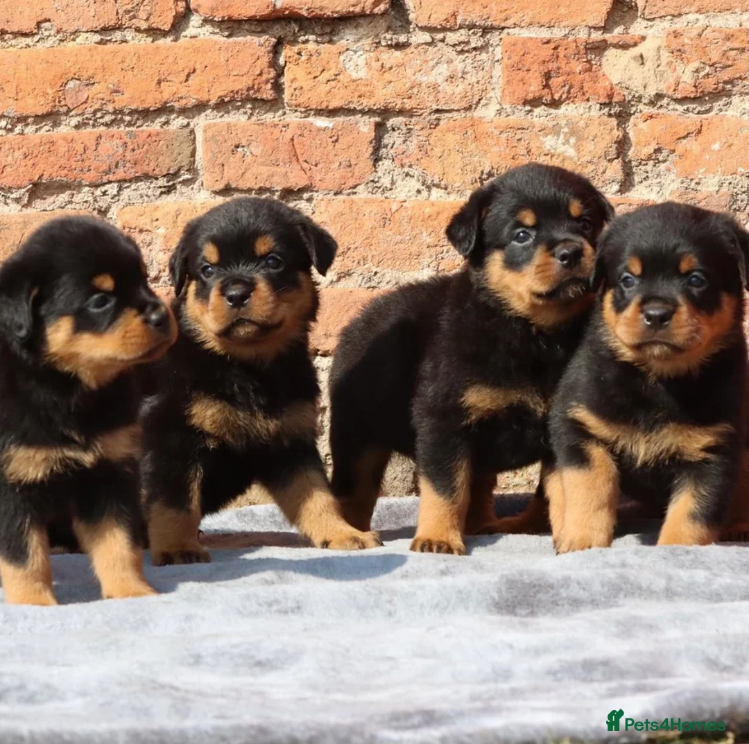 Rottweiler dogs for stud: KC Registered, 5 Star Bloodlines, STUD ONLY in Rugby - Advert 8