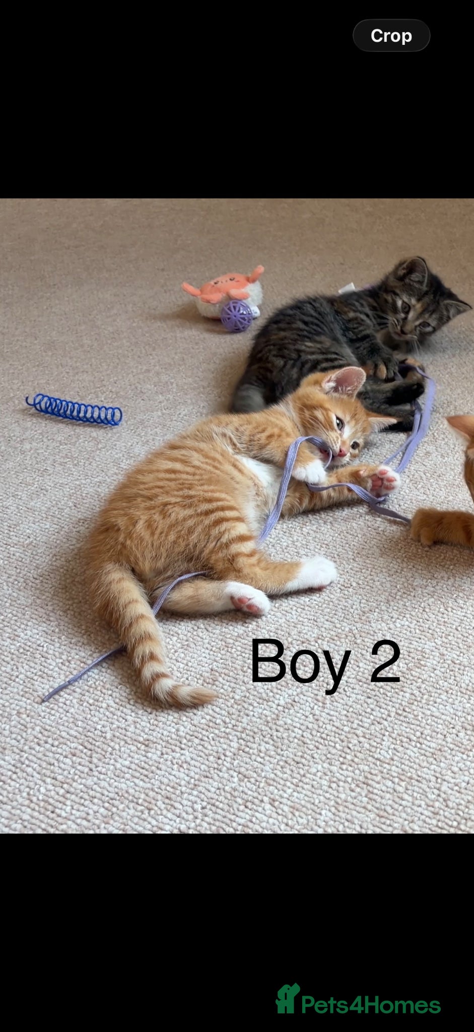 Domestic Shorthair cats Our last ginger boy looking for his new home  - Advert 7