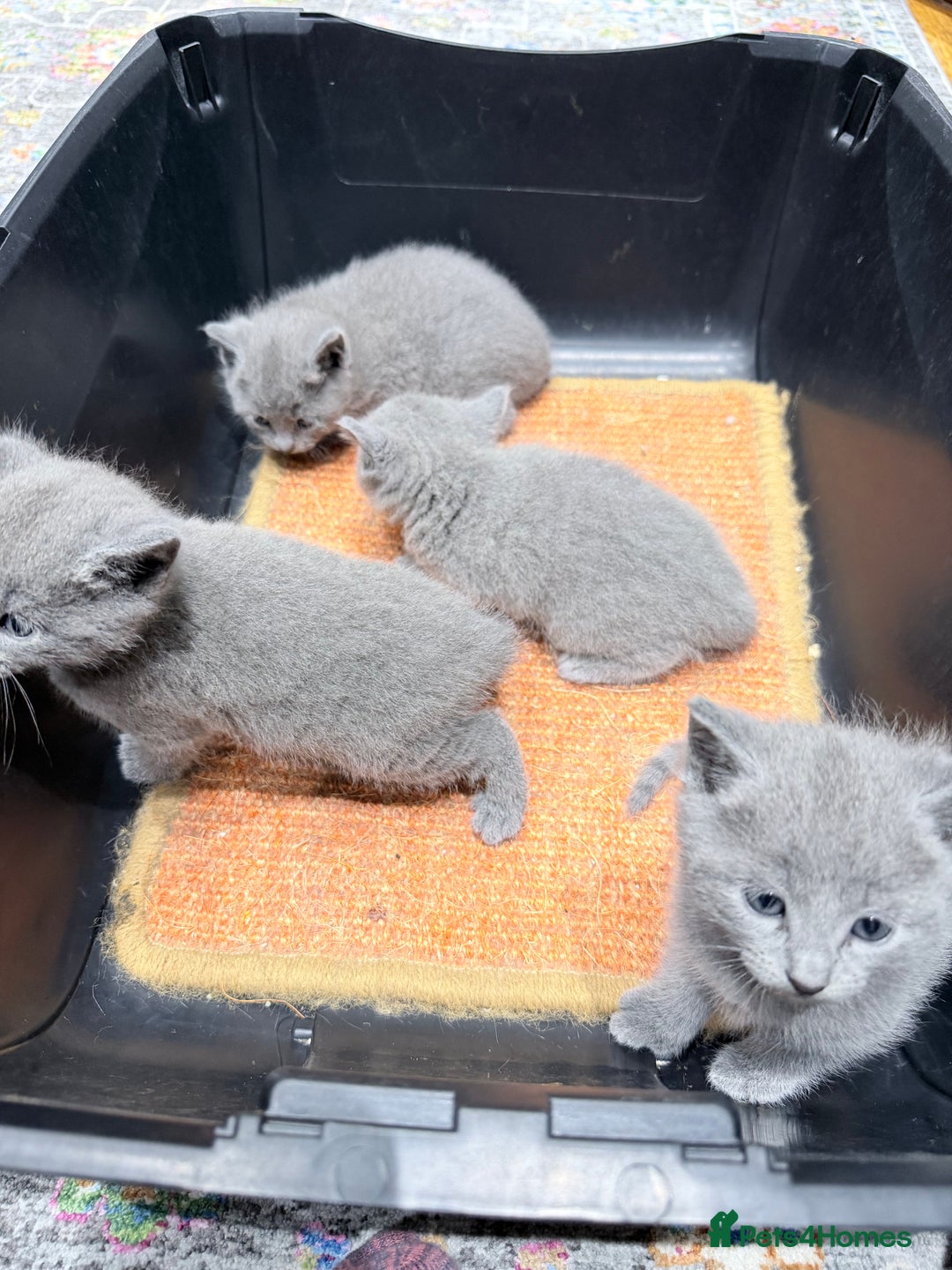 Russian Blue cats for sale: Russian blue kitten for sale,  Champion bloodline - Advert 6