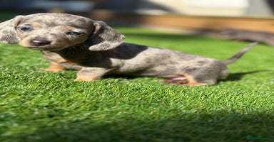 Miniature Dachshund dogs - Advert 4