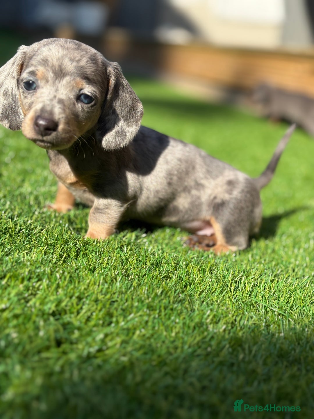 Miniature Dachshund dogs for sale: 🐾 stunning Miniature dachshund pups🐾  - Image 2