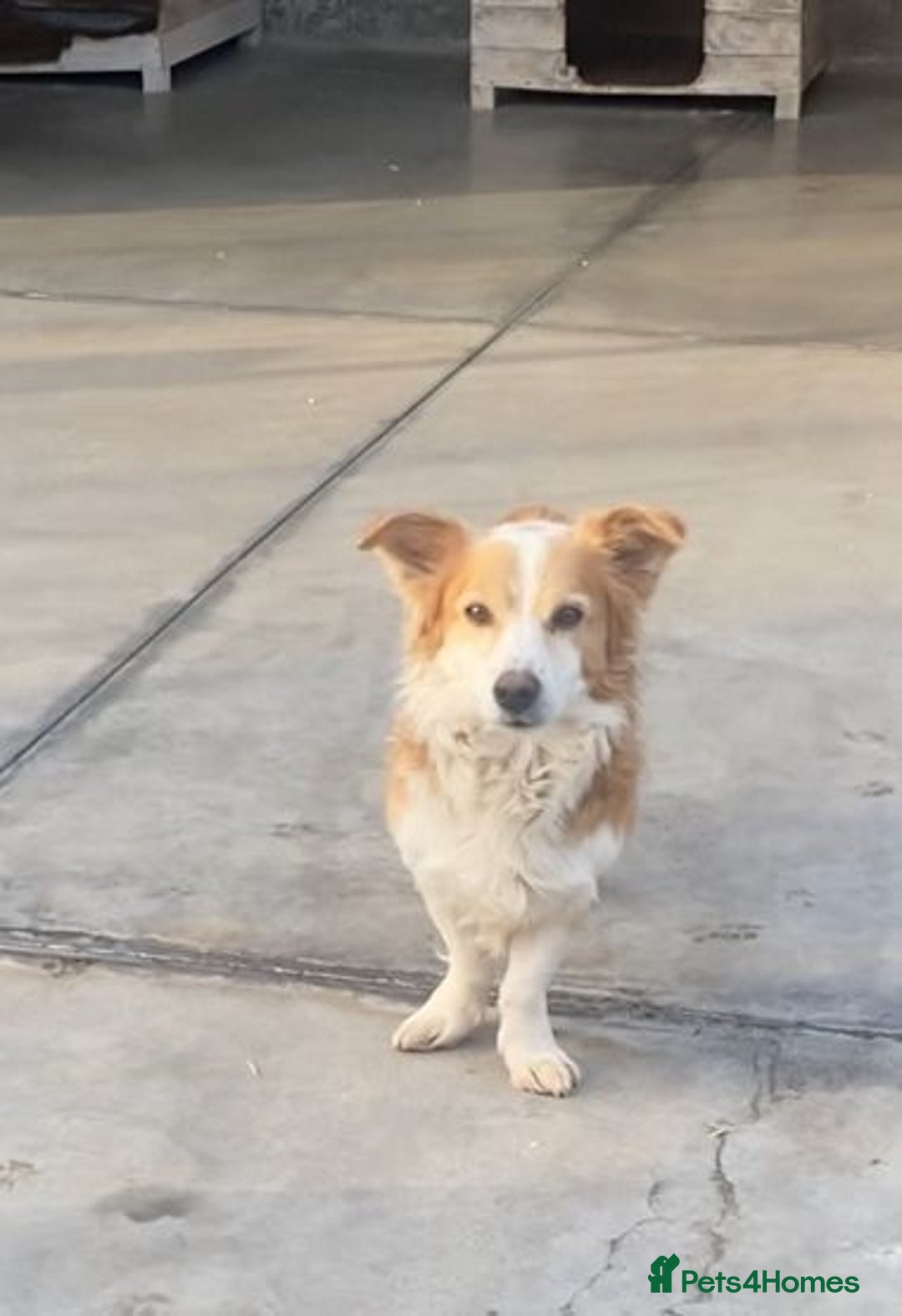 Mixed Breed dogs for adoption: Ricky, 7yrs old approx. Available for adoption. - Advert 3