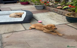 Labrador Retriever dogs for sale: Labrador 2 x boys left FTW Drakeshead Flycatcher   in Blackpool - Image 7