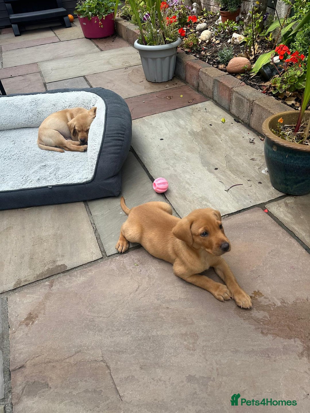 Labrador Retriever dogs for sale: Labrador 2 x boys left FTW Drakeshead Flycatcher   in Blackpool - Image 7