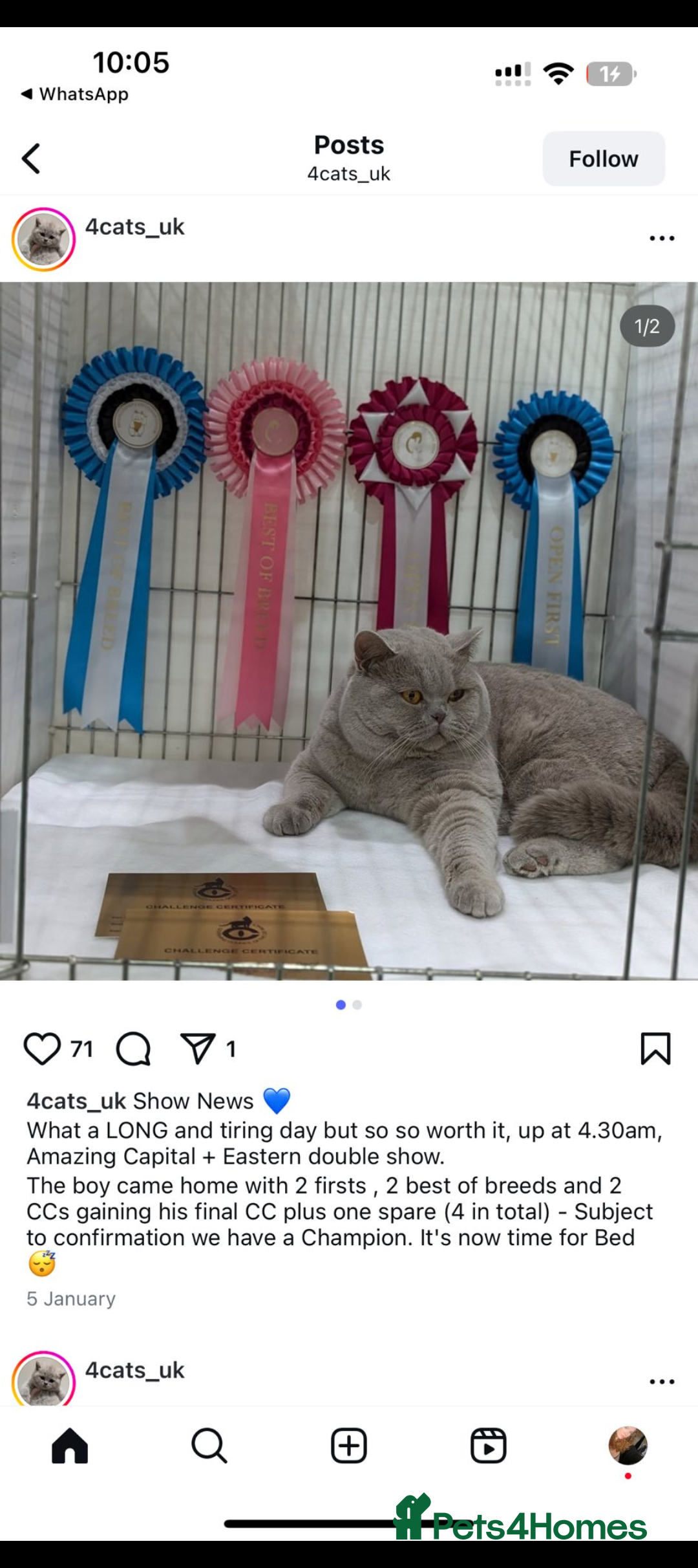 British Shorthair cats for stud: GCCF British Shorthair Studs Available  in Derby - Image 6