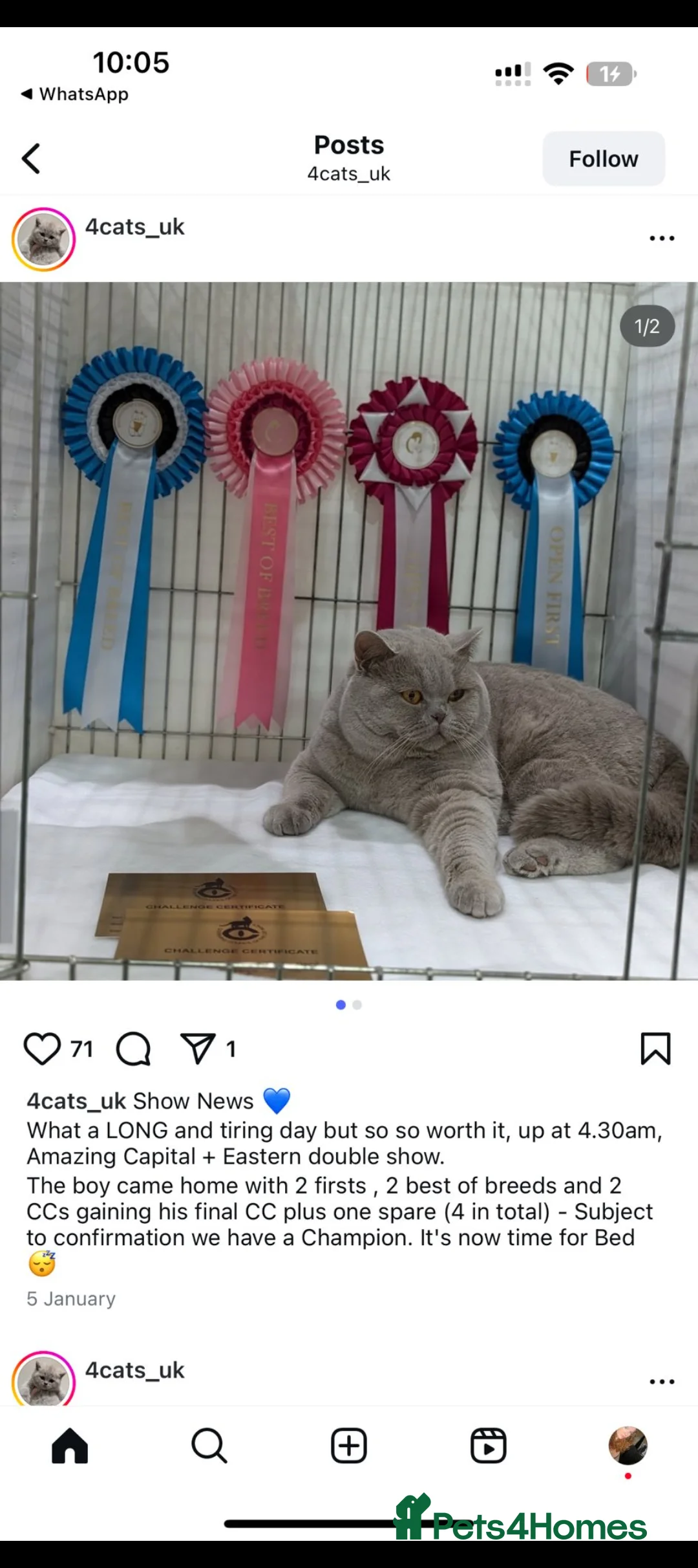British Shorthair cats for stud: GCCF British Shorthair Studs Available  in Derby - Advert 6