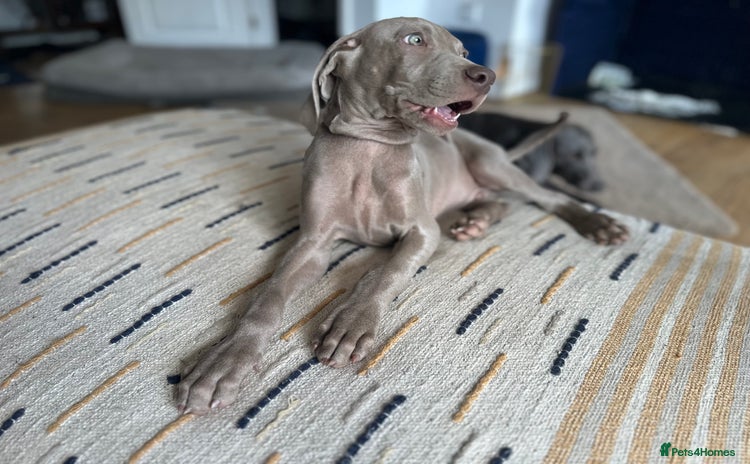 Weimaraner dogs in Thetford - Advert 2