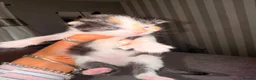 Maine Coon cats for sale: Maine coon cross  - Advert 10