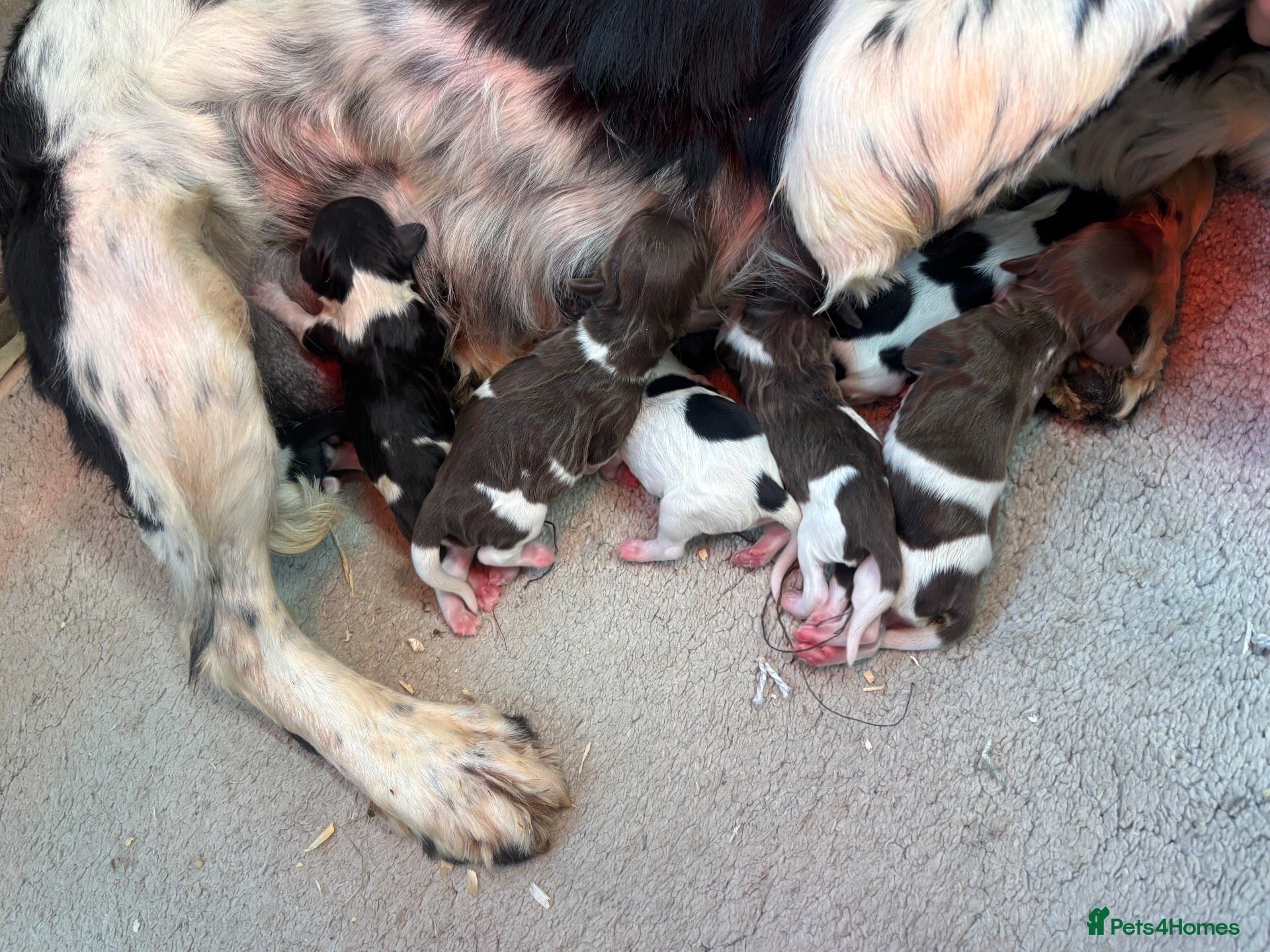 English Springer Spaniel dogs Kc springer spaniel Puppies - Advert 2
