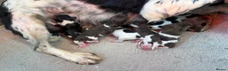 English Springer Spaniel dogs for sale: Kc springer spaniel Puppies - Advert 2