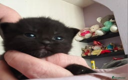 Mixed Breed cats for sale: 4 Beautiful fur babies looking for forever homes  - Image 9