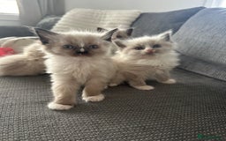 Ragdoll cats for sale: 2 gorgeous ragdoll kittens needing forever homes - Image 1
