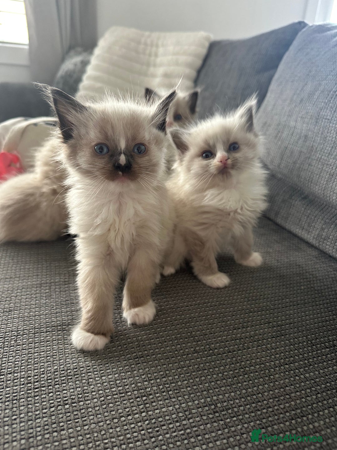 Ragdoll cats for sale: 2 gorgeous ragdoll kittens needing forever homes - Image 1