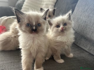 Ragdoll cats - Advert 1