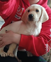 Labrador Retriever dogs - Advert 10