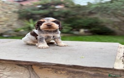 Cocker Spaniel dogs for sale: 3 Beautiful Tan Pointed Show Cockers Kc - Image 7