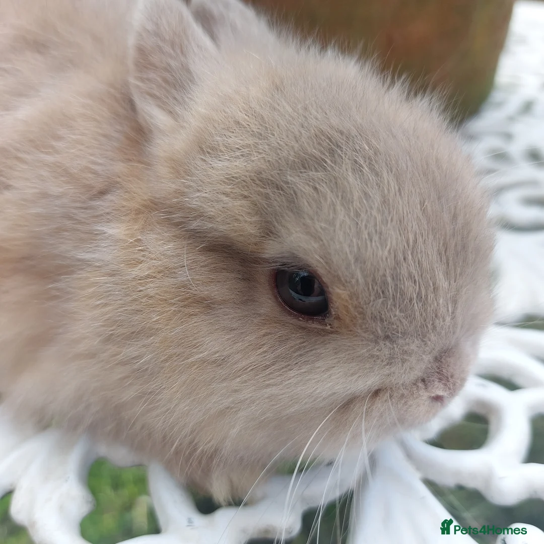 Netherland Dwarf rabbits for sale: NEATHERLAND DWARF BABY  - Advert 6