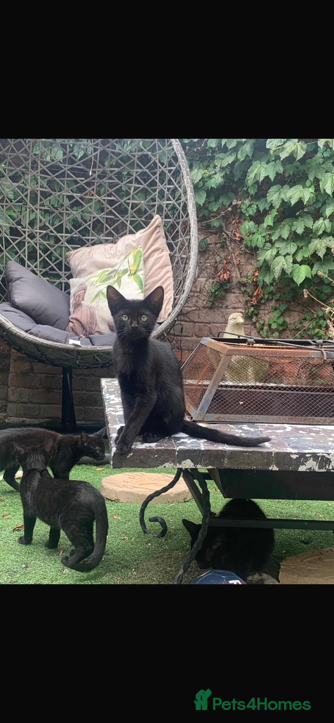 Mixed Breed cats for sale: Mixed breed kittens - Image 3