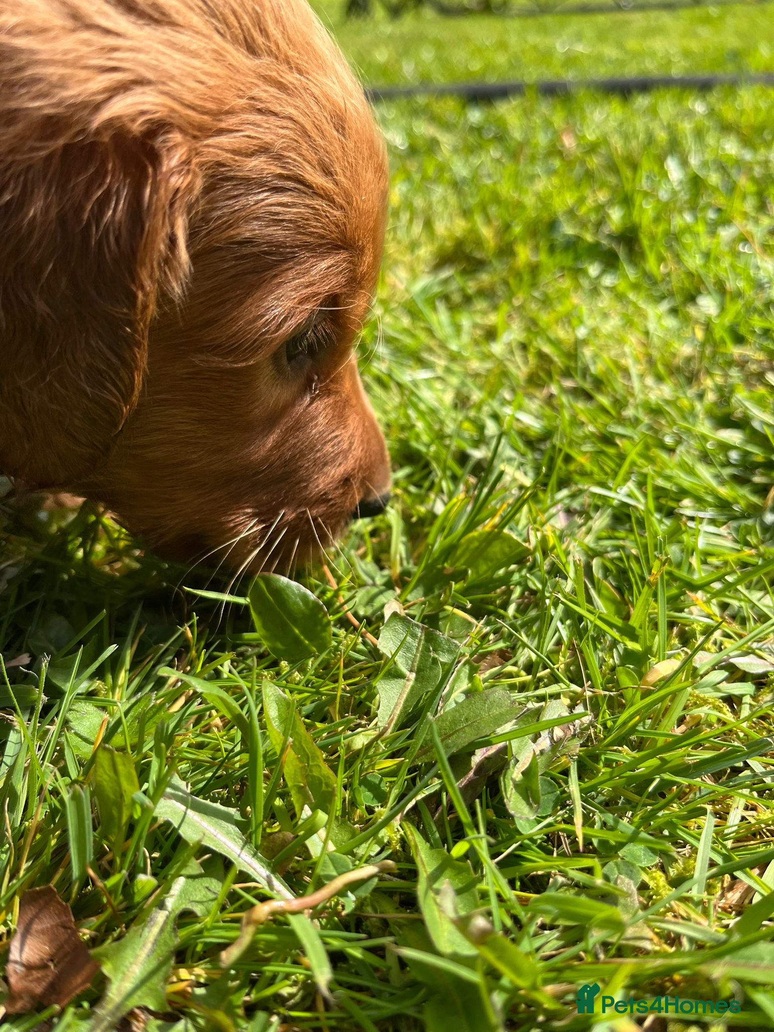 Irish Setter dogs Irish Setter Puppies - Advert 5