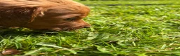 Irish Setter dogs for sale: Irish Setter Puppies - Advert 1