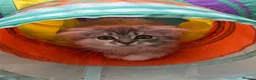 Scottish Fold cats for sale: Last Girl- Beautiful Scottish Fold X Ragdoll  - Advert 4
