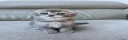 Scottish Fold cats for sale: Full pedigree Scottish fold kittens - Advert 5