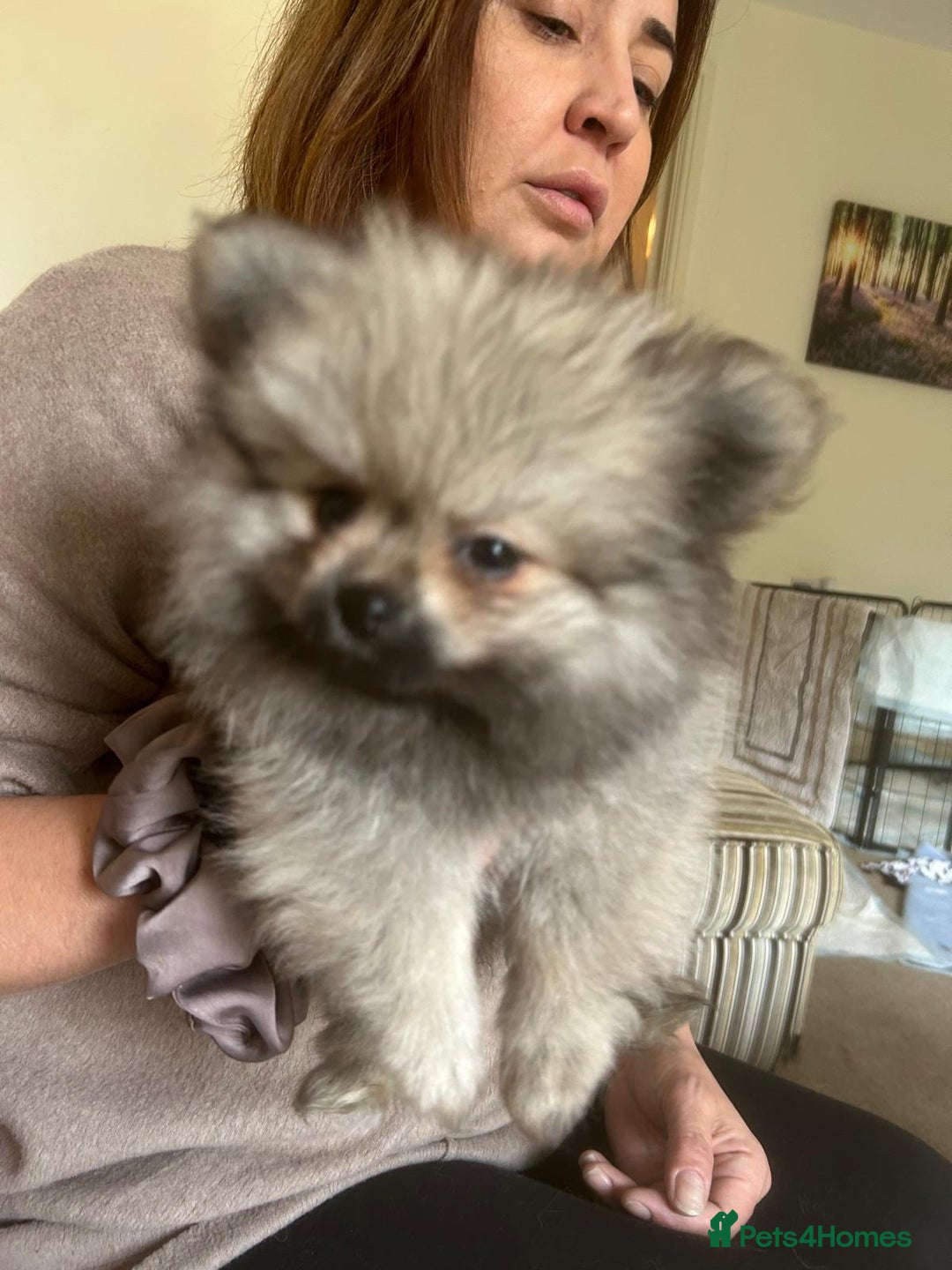 Pomeranian dogs for sale: KC Reg 5⭐️Poms champions & Russian bloodline  - Advert 21