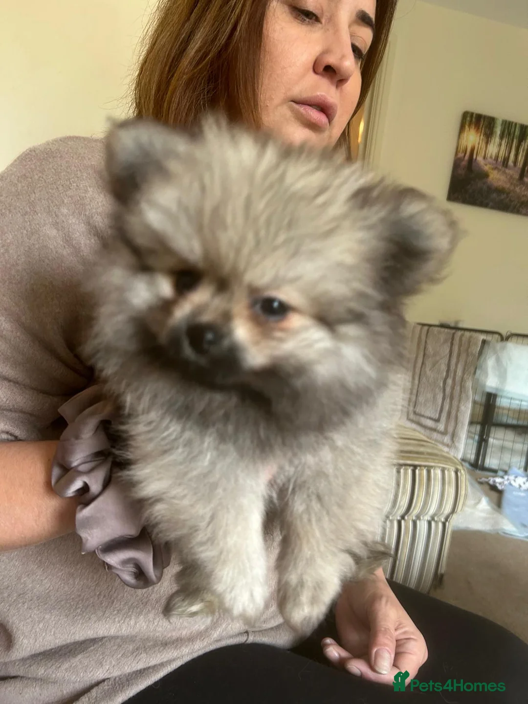 Pomeranian dogs for sale: 5 Generation champion Russian bloodline - Advert 22
