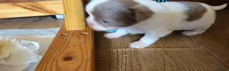 Chihuahua dogs for sale: Full pedigree long coat chihuahua lilac/chocolate - Advert 29