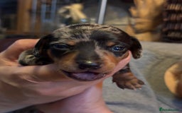 Miniature Dachshund dogs for sale: Silver Dapple Minature Dachshund  - Image 8