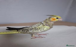 Cockatiels birds for sale: Pearl pied Hand Reared Cockatiel - Image 4