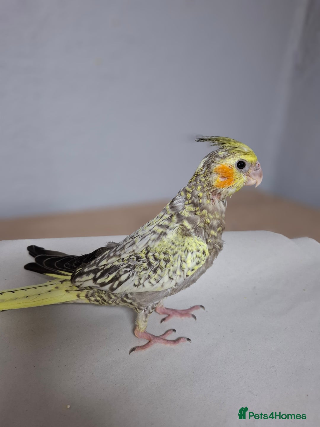 Cockatiels birds for sale: Pearl pied Hand Reared Cockatiel - Image 4