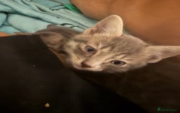 Mixed Breed cats for sale: Half ragdoll girl kittens ready now  - Image 22
