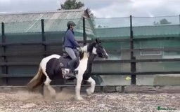 Irish Cob horses for sale: 14.2hh 5yo Black and white cob mare ride  - Image 3