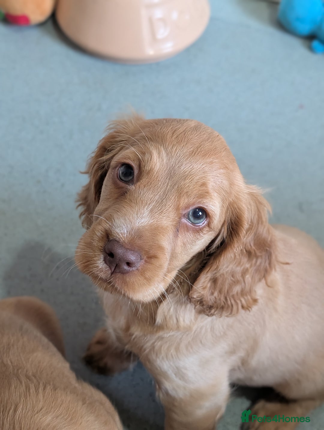 Cocker Spaniel dogs for sale: KC Registered Cocker Spaniel Puppies in Canterbury - Image 3