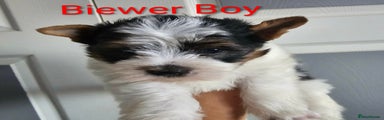 Biewer boy