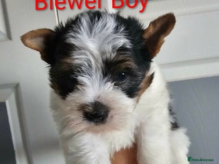 Yorkshire Terrier dogs 4 Adorable Yorkshire terrier pups - Advert 1