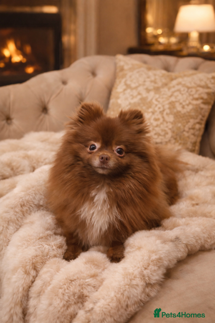 Pomeranian dogs 1 year old CHOCOLATE GIRL  🤎🎀  - Advert 1