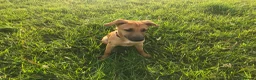 Mixed Breed dogs for adoption: Ruby is looking for her forever home  in Hayling Island - Advert 2