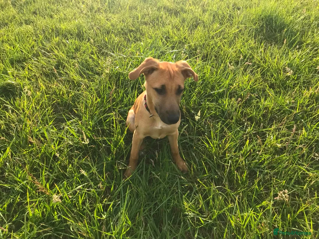 Mixed Breed dogs for adoption: Ruby is looking for her forever home  in Hayling Island - Advert 2
