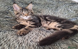Maine Coon cats for sale: Lintons Pride Maine Coon Kittens. Ready Now - Image 21