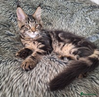 Maine Coon cats - Advert 4