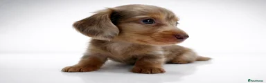Miniature Dachshund Puppy 5