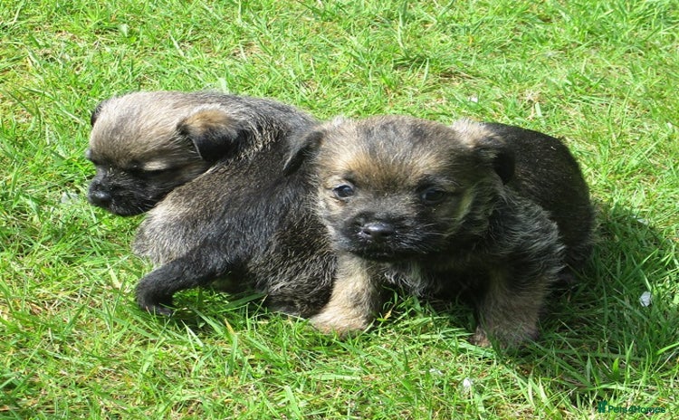 Border Terrier dogs - Advert 1
