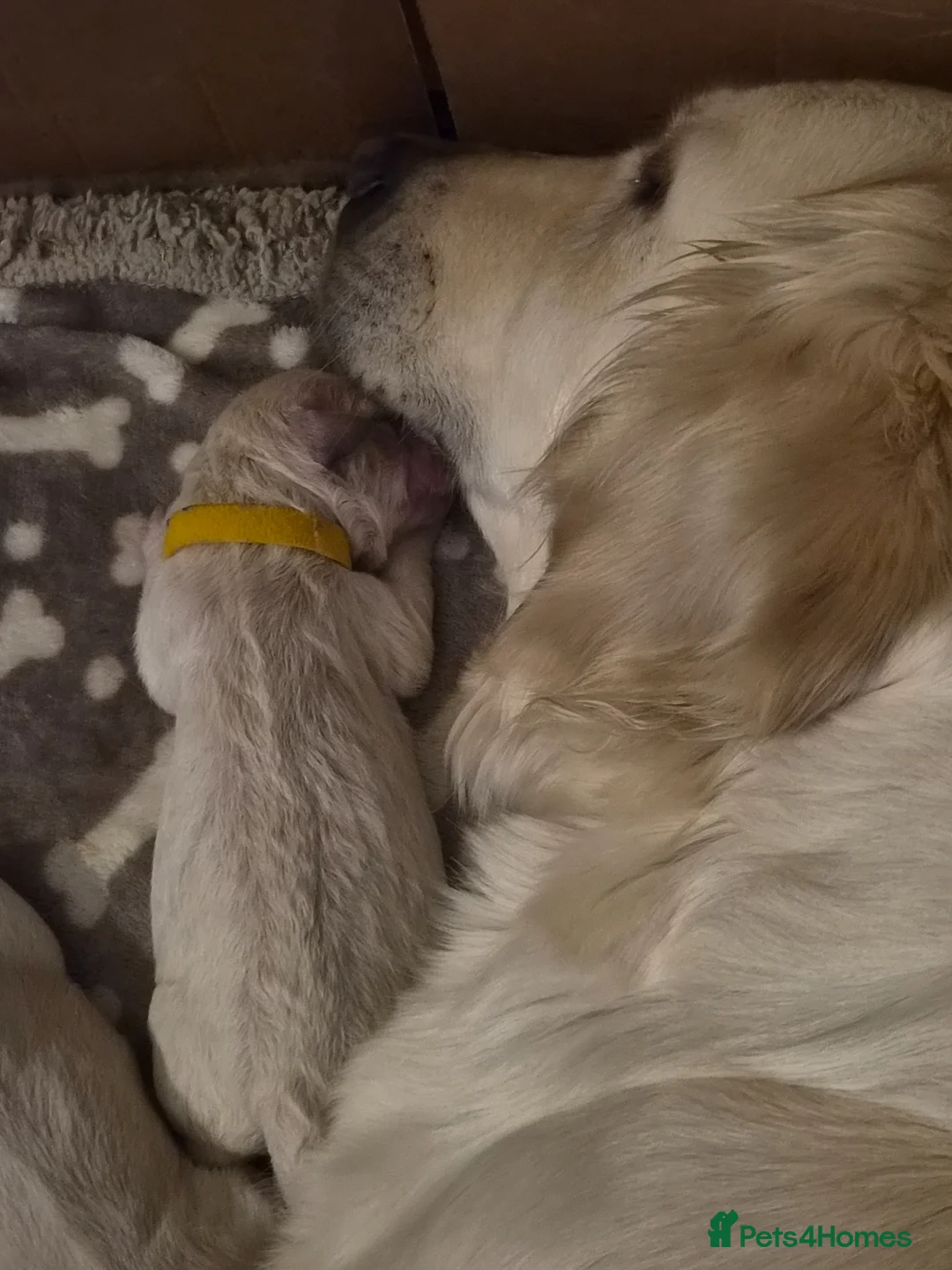 Golden Retriever dogs for sale: Beautiful Golden Retriever Puppies - Advert 2