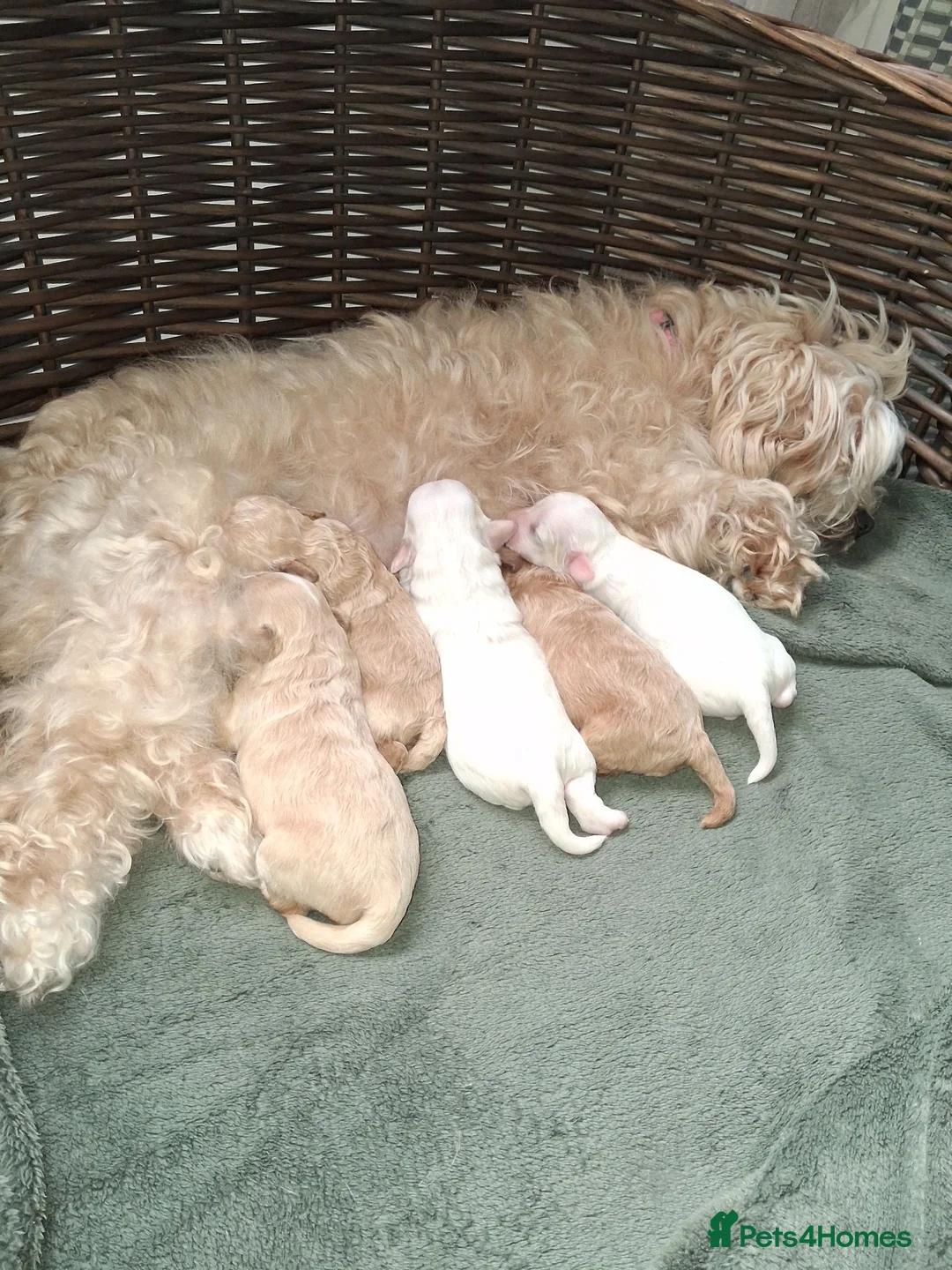 Maltipoo dogs for sale: Stunning Maltipoo Puppies Available from 15.09.26 - Advert 1