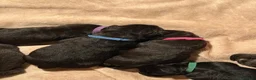 Cane Corso dogs for sale: Cane corso puppies  - Advert 13