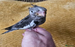 Cockatiels birds for sale: Cockatiel chicks hand tame  - Image 14
