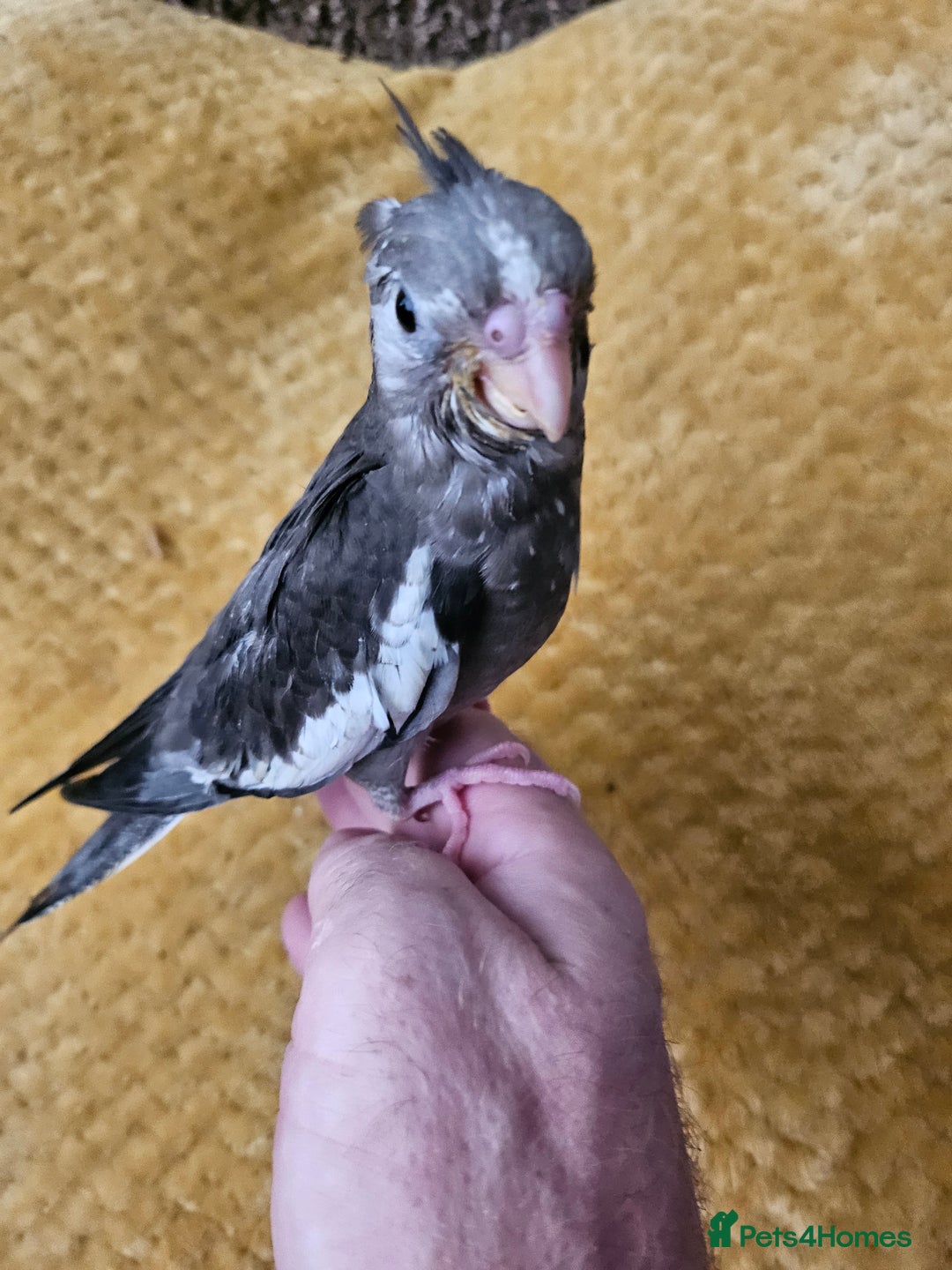 Cockatiels birds for sale: Cockatiel chicks hand tame  - Image 14